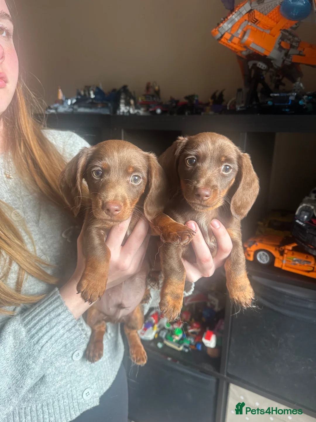 Miniature Dachshund dogs for sale: LAST TWO❤️Mini Dachshunds🌟😍 - Advert 2