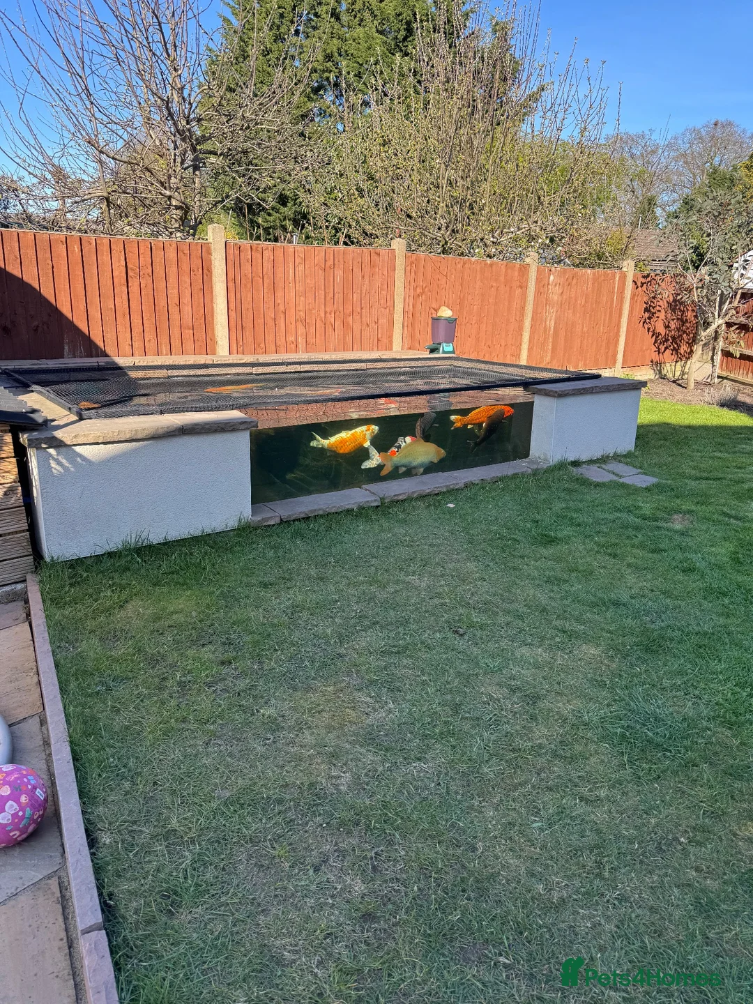 Koi Carp fish for sale: Koi Carp / Mirror Carp - Advert 1