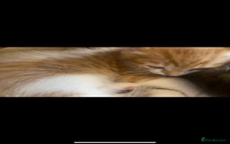 American Shorthair cats for sale: 4 kitten for sale 3 males and 1 female  - Image 3