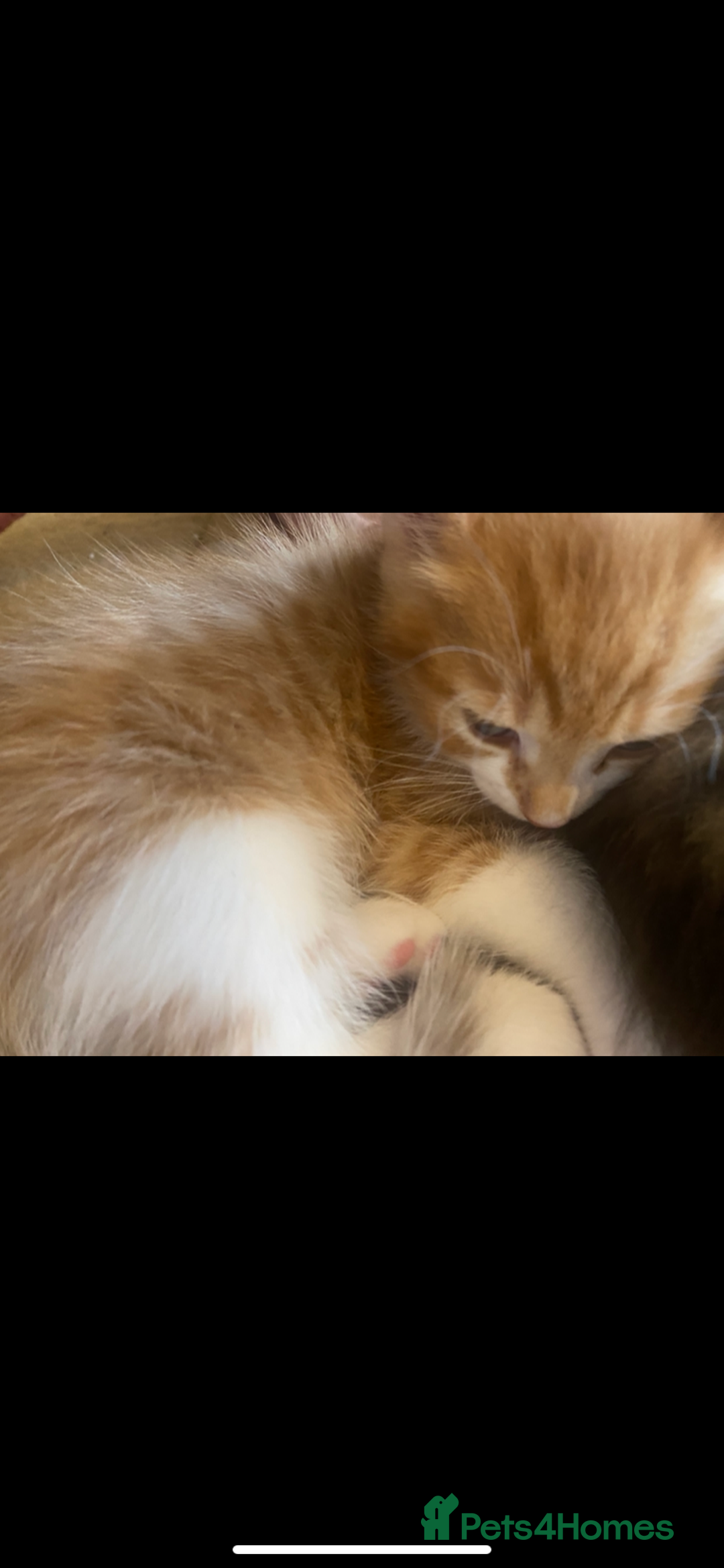 American Shorthair cats for sale: 4 kitten for sale 3 males and 1 female  - Image 3