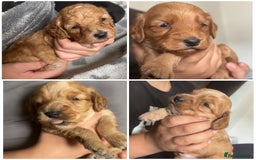 Cockapoo dogs for sale: Beautiful cockapoo baby's  - Image 7