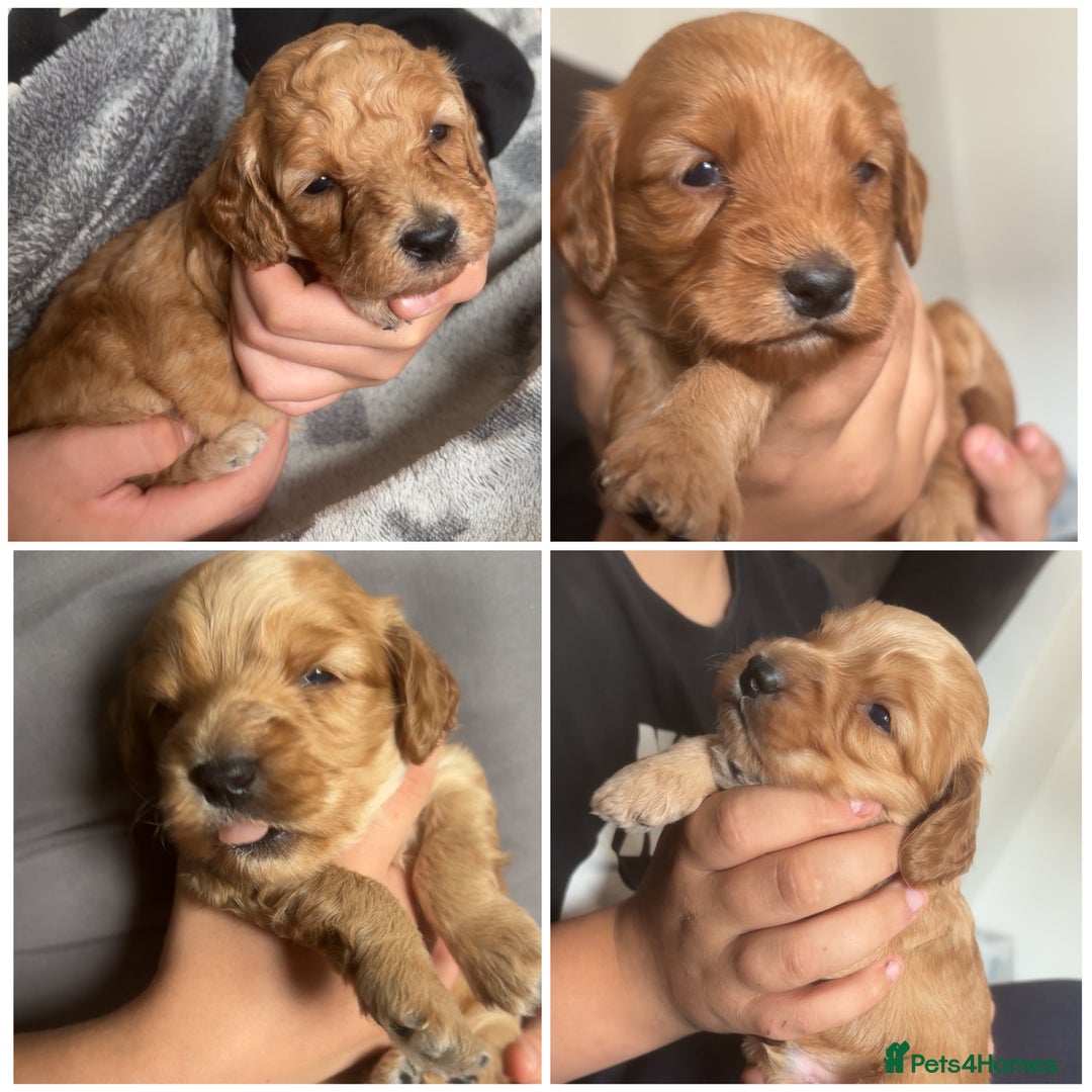 Cockapoo dogs for sale: Beautiful cockapoo baby's  - Image 7