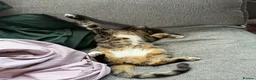 Domestic Shorthair cats for sale: beautiful twin kittens  in Coalville - Advert 5