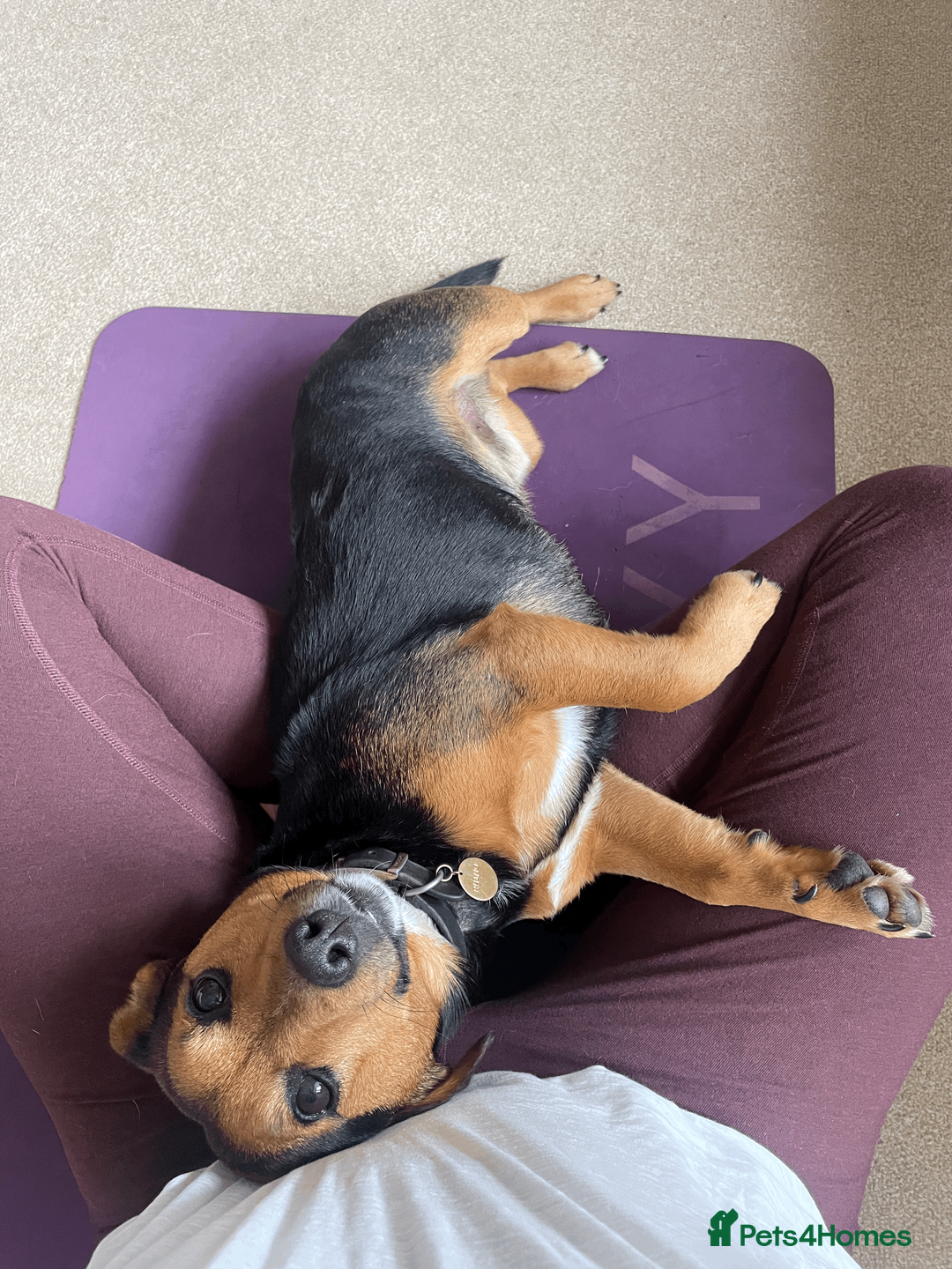 Jack Russell dogs for stud: Jack Russel for Stud Black and Tan - Advert 15