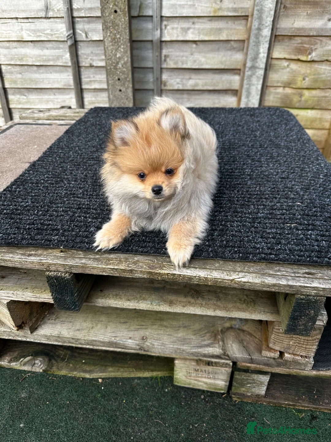 Pomeranian dogs for sale: ONE MALE LEFT CHAMP LINES 🐶😍 - Advert 2