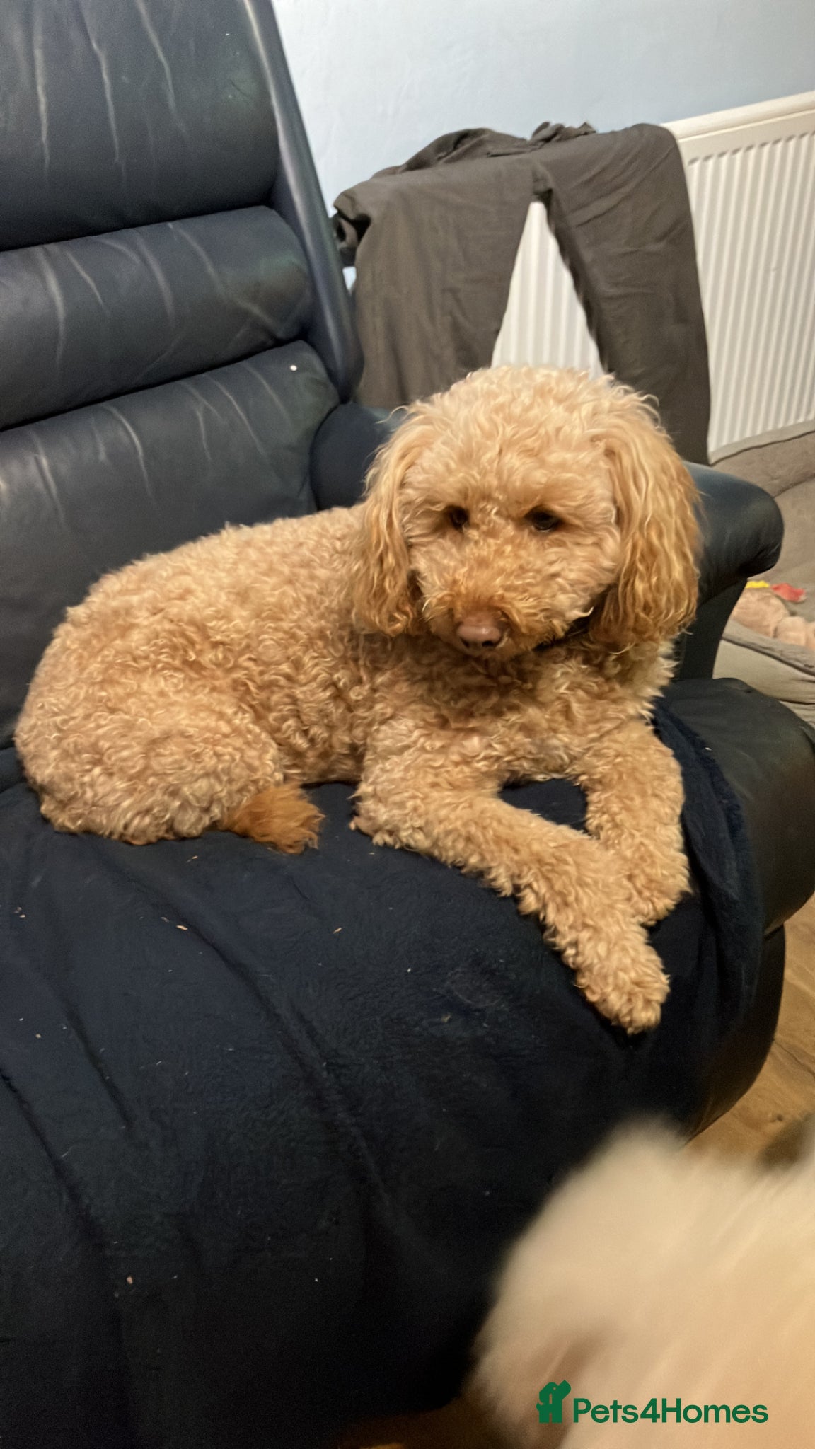 Labradoodle dogs Miniature labradoodle puppies  - Advert 2