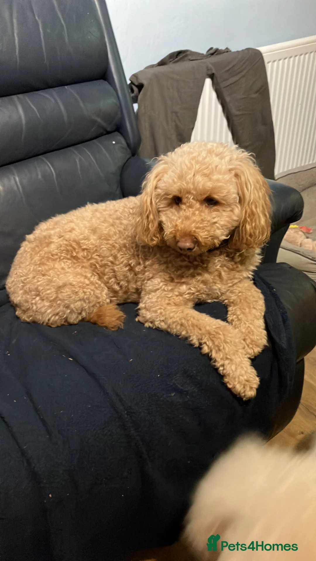 Labradoodle dogs for sale: Miniature labradoodle puppies  - Advert 2