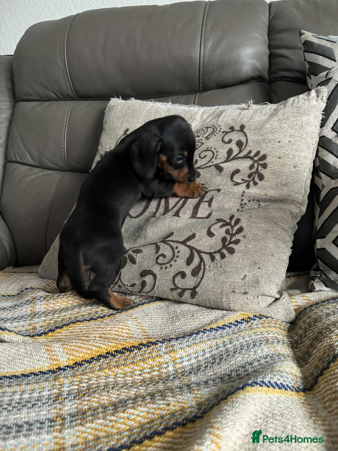 Miniature Dachshund dogs for sale: Miniature Dachshund Puppies ready to go 3/12/25 - Advert 21