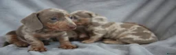 Miniature Dachshund dogs for sale: Miniature dachshund  - Advert 8