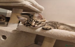Maine Coon cats for sale: Maine Coon (parents not registered - family pet) - Image 1