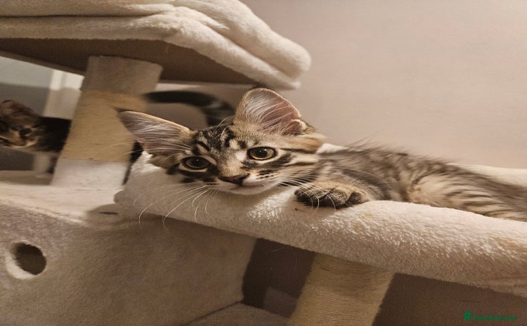 Maine Coon cats - Advert 15