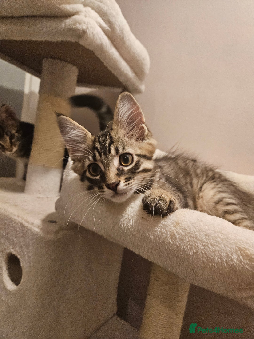 Maine Coon cats for sale: Maine Coon (parents not registered - family pet) - Image 1