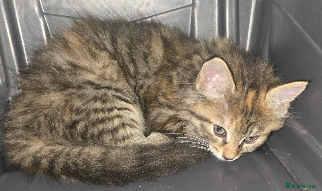 Domestic Shorthair cats for sale: Longhaired kitten for sale £20 - Image 3