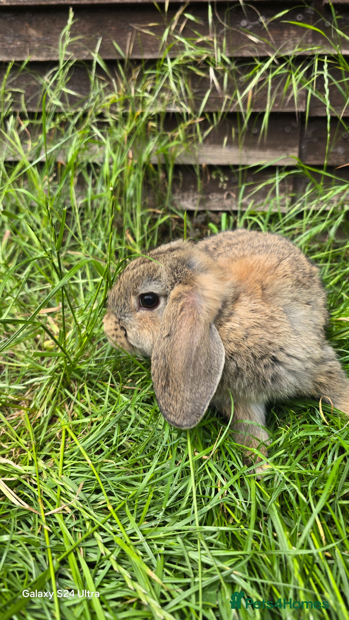 Mini Lop rabbits Bunnies - Advert 1