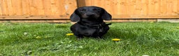 Miniature Dachshund dogs for stud: Rare KC Reg & Health Tested Miniature Dachshund in Rotherham - Advert 20
