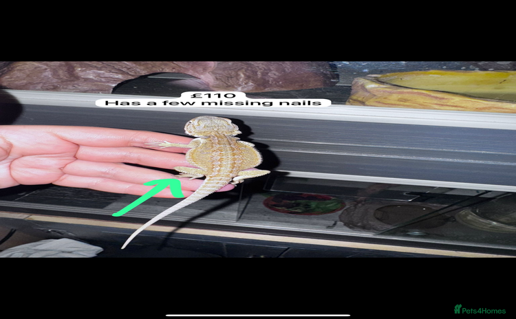 Bearded Dragon reptiles - Advert 6