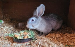 Belgian Hares rabbits for sale: 'Pedro' Chinchilla Belgian Hare buck - Image 3