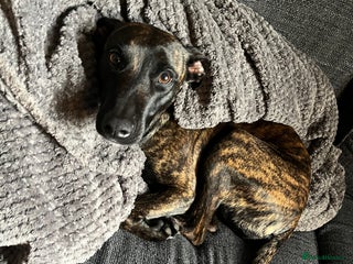 Mixed Breed dogs - Advert 4