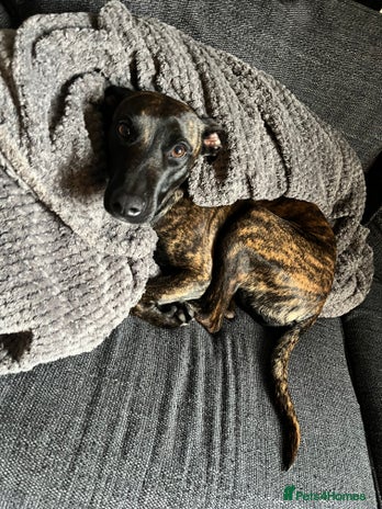 Mixed Breed dogs - Advert 1
