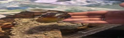 Mixed Breed reptiles for sale: Animal collection  - Advert 8