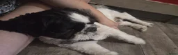 Shih Tzu dogs for sale: Shih tzu - Advert 5