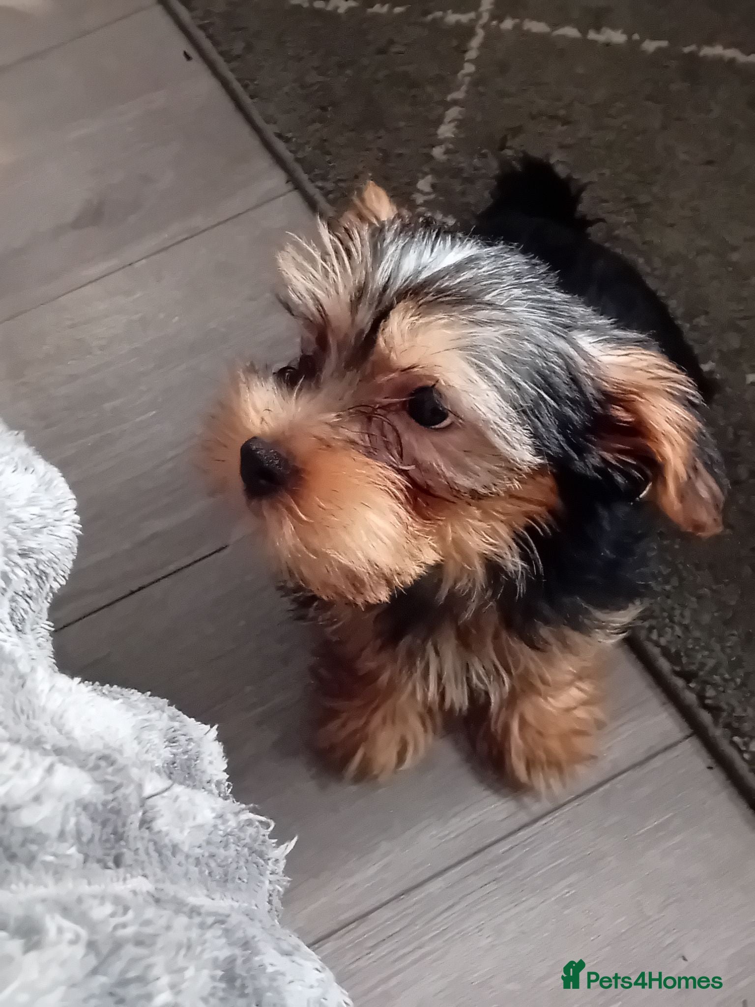 Yorkshire Terrier dogs YORKSHIRE TERRIER BOY PUPPIES READY NOW - Advert 3