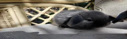 Mini Lop rabbits for sale: mini lops - Advert 8
