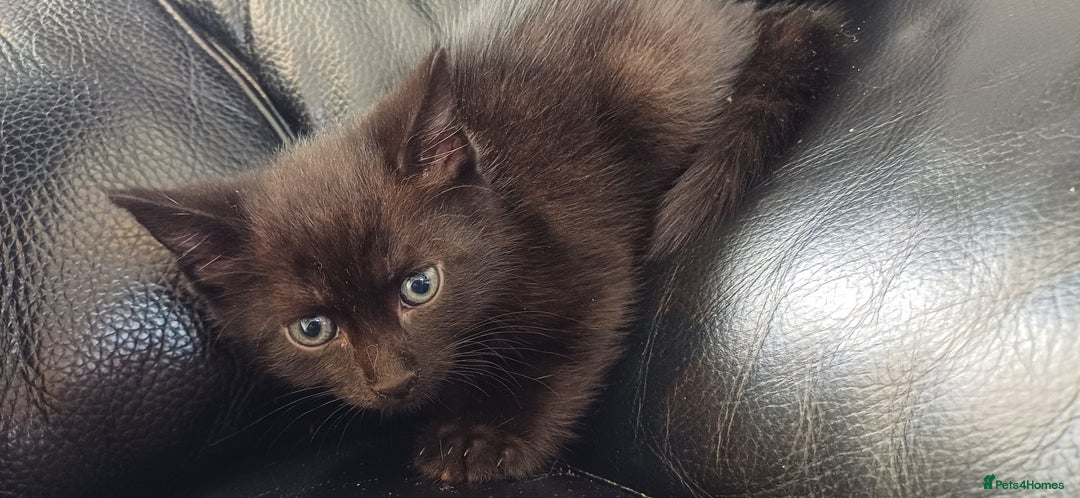 Mixed Breed cats for sale: Male kittens for sale  - Image 13
