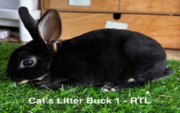 Rex rabbits for sale: Black and Tan Mini Rex  - Image 23