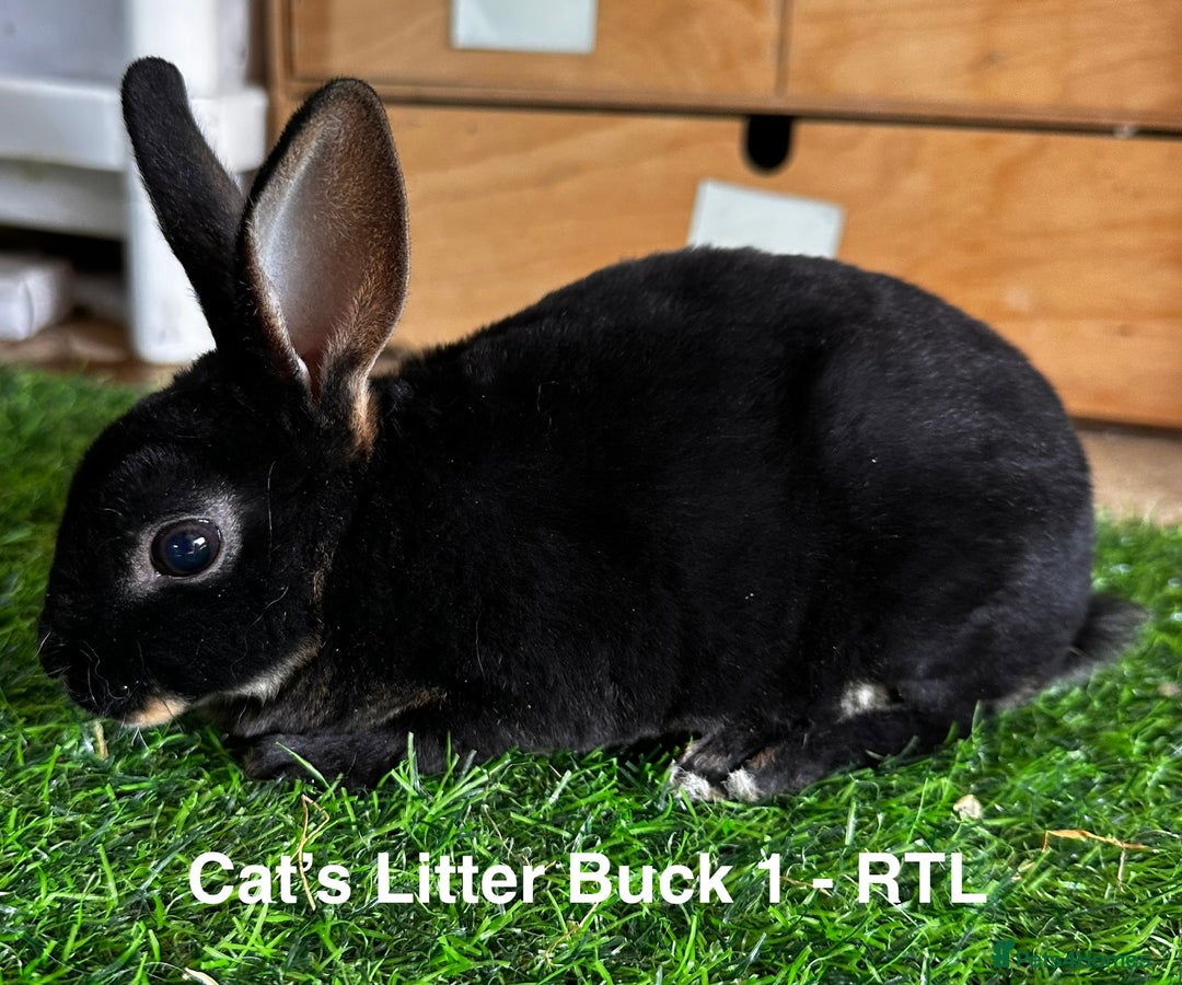 Rex rabbits for sale: Black and Tan Mini Rex  - Image 23
