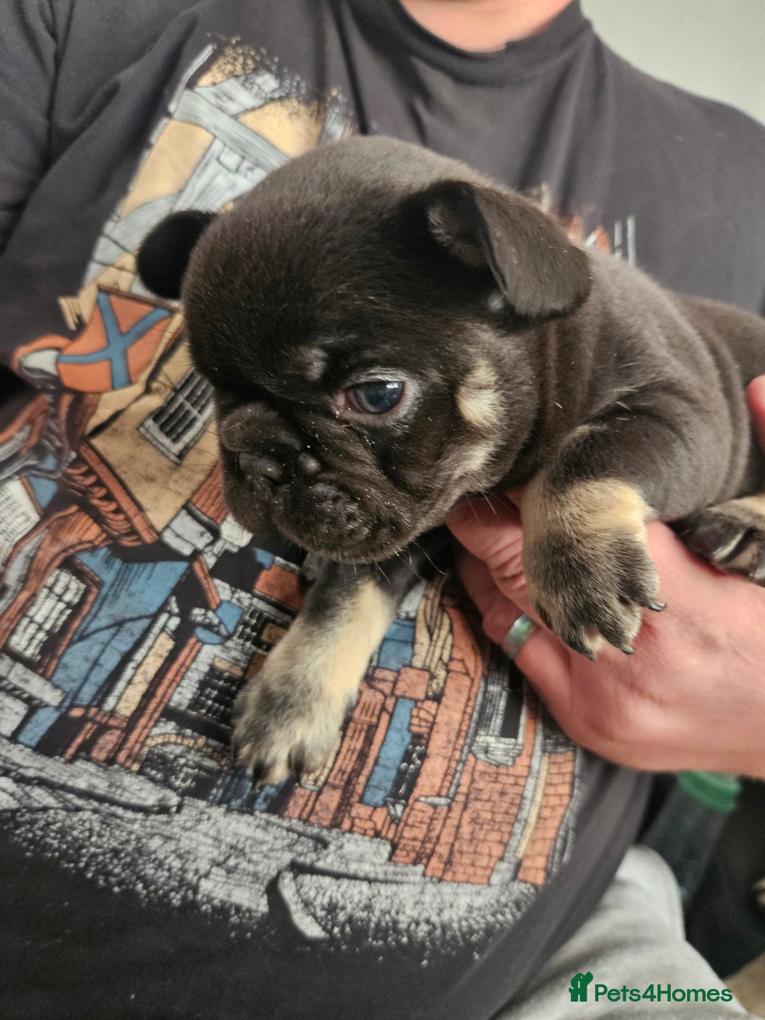French Bulldog dogs for sale: Last female french bulldog puppy  - Image 3