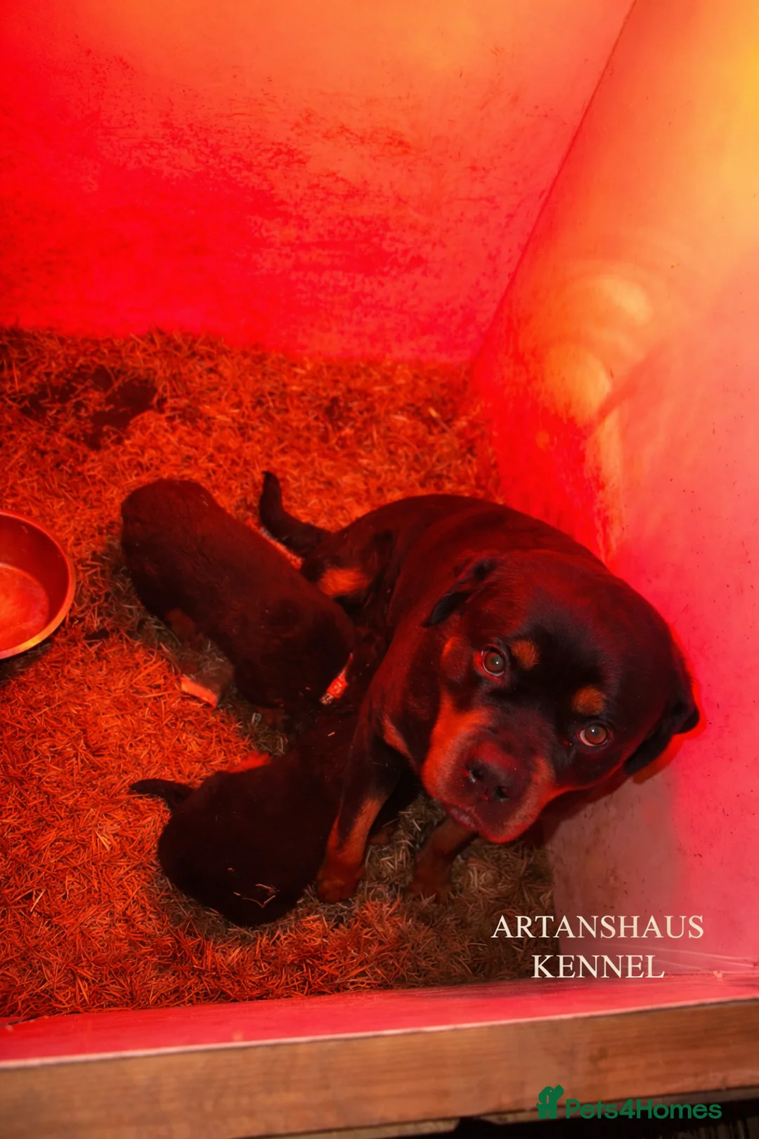 Rottweiler dogs for sale: finall litter 2 Female Rottweiler puppies  - Advert 6