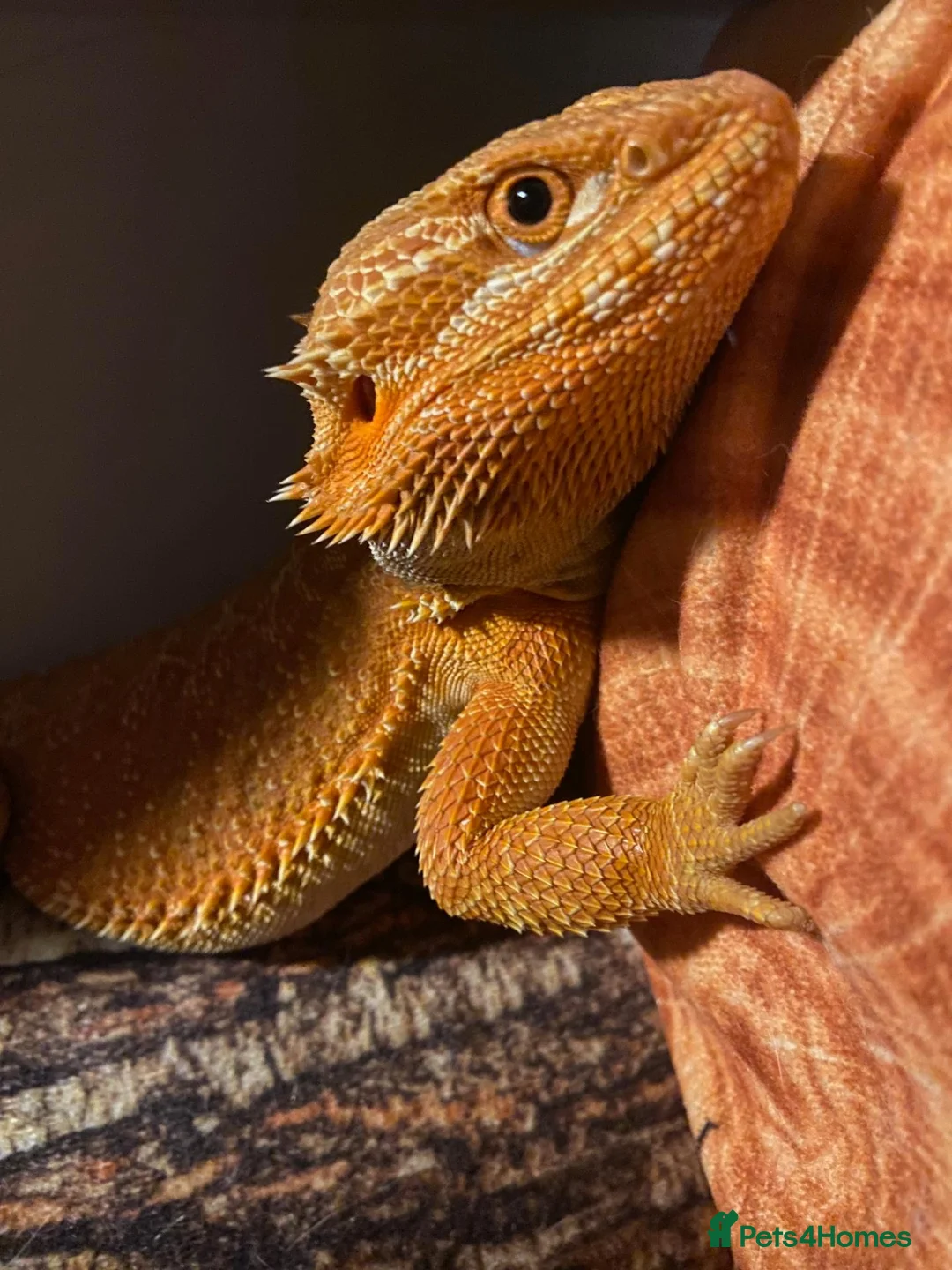 Bearded Dragon reptiles for sale: Bearded dragon, male, 3 years, vivarium and lights in London - Advert 6