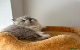 British Shorthair cats for sale: 🐻 STUNNING GIRL GCCF REGISTERED REDUCED LAST 1 🐻 - Image 32