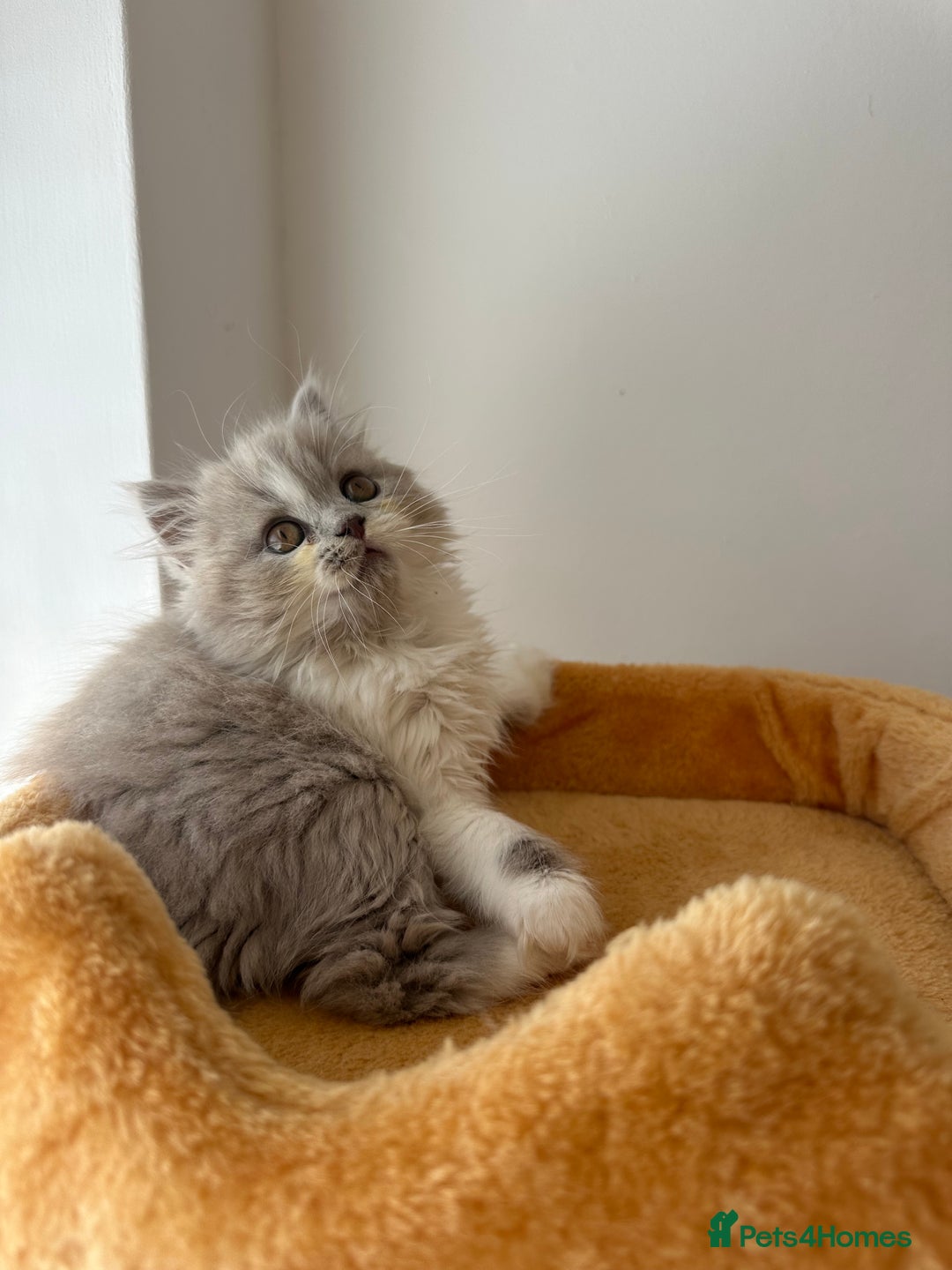 British Shorthair cats for sale: 🐻 STUNNING GIRL GCCF REGISTERED REDUCED LAST 1 🐻 - Image 32