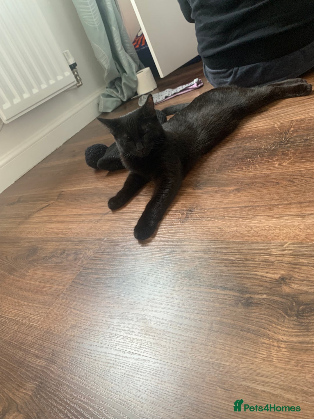 Bombay cats for sale: cats  - Image 18