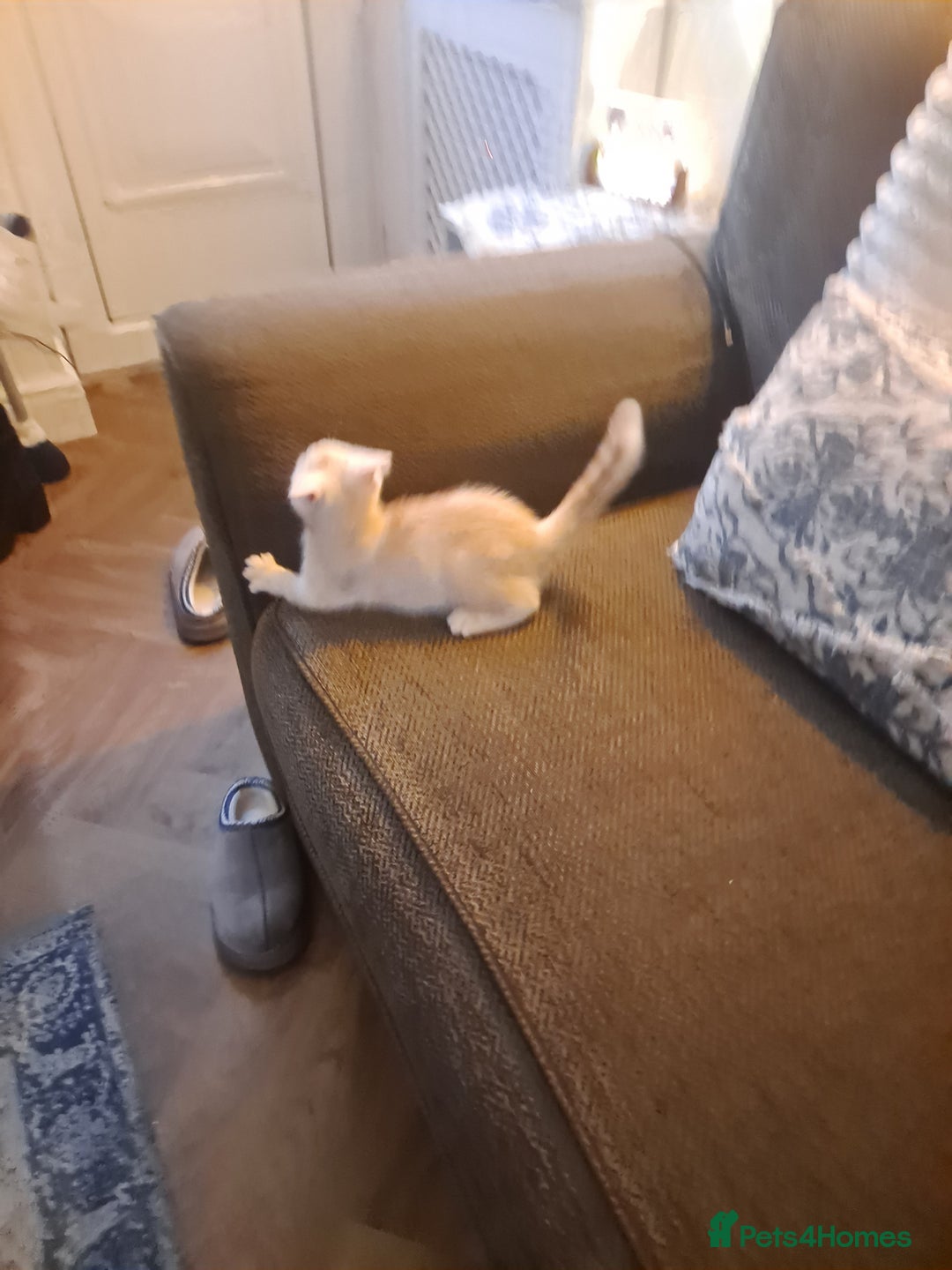 Bengal cats for sale: Beautiful bengal x persian kittens - Advert 3