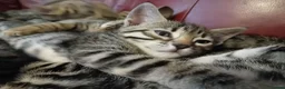 Bengal cats for sale: 4x Girls & 4x Boys – Stunning Bengal cross Kittens - Advert 24