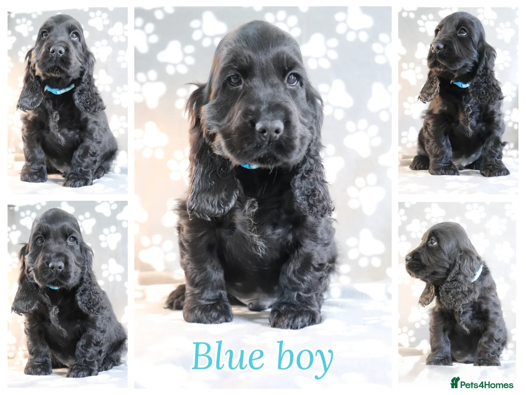 Cocker Spaniel dogs for sale: Cocker spaniels  - Advert 1