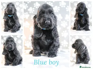 Cocker Spaniel dogs Cocker spaniels - Advert 1