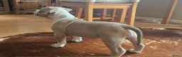 American Bully dogs for sale: American Bully Standard  - Advert 9