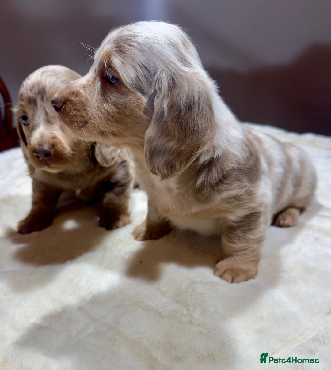 Miniature Dachshund dogs for sale: Dachshund miniature long hair - Advert 33