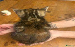 Mixed Breed cats for sale: Kittens - Image 12