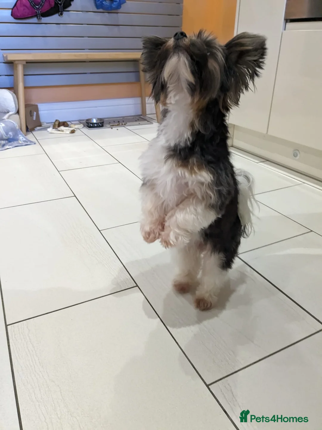 Yorkshire Terrier dogs for stud: Purebred BiewerTerrier/ColourfulYorkie Proven Stud in Merthyr Tydfil - Advert 13