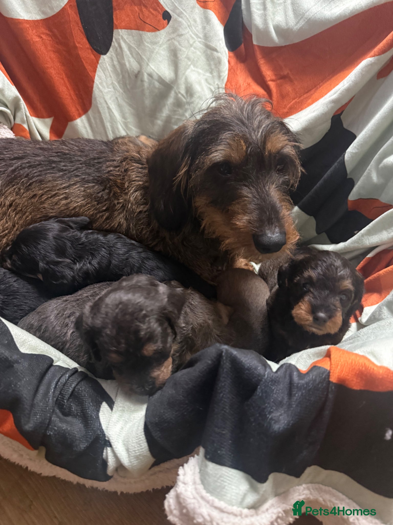 Doxiepoo dogs Daxipoo pups Dachshund x Toy Poodle - Advert 8