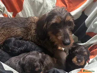 Doxiepoo dogs Daxipoo pups Dachshund x Toy Poodle - Advert 8