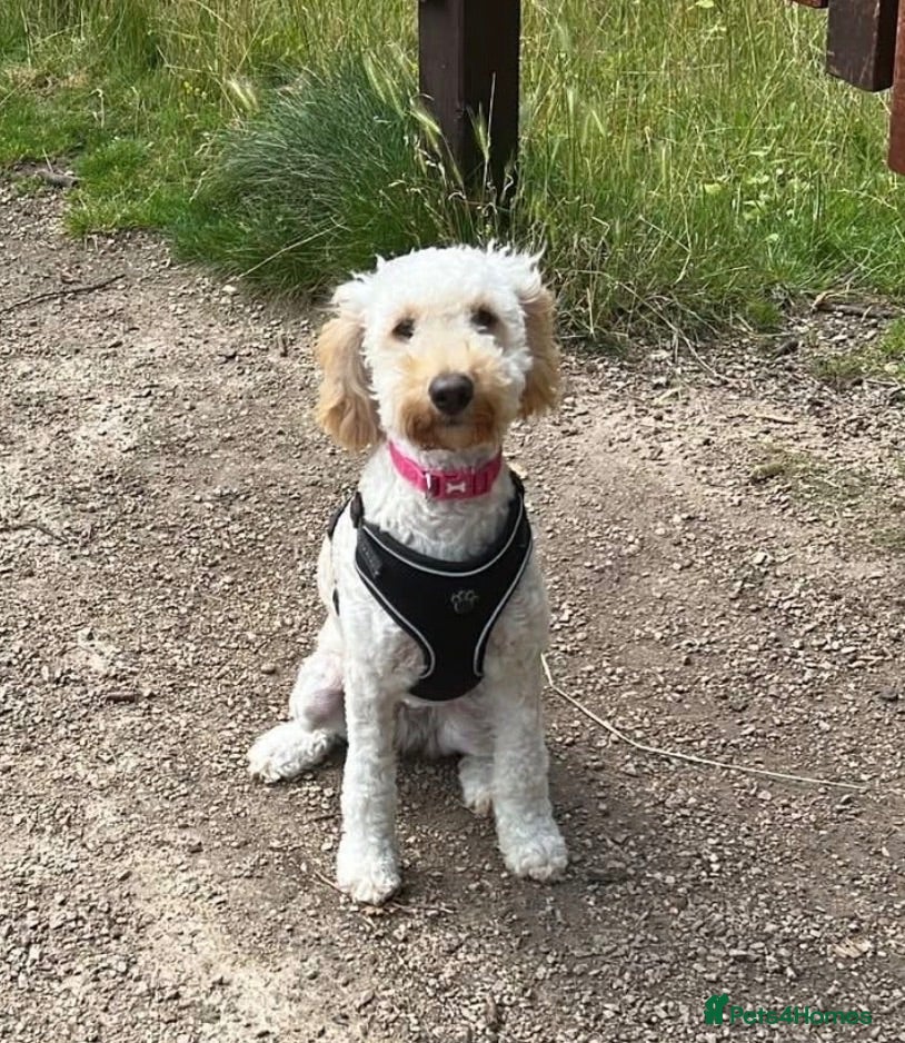 Labradoodle dogs  F1BB Miniature Labradoodle Puppies – Home Raised - Advert 1