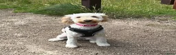Labradoodle dogs for sale:  F1BB Miniature Labradoodle Puppies – Home Raised - Advert 1