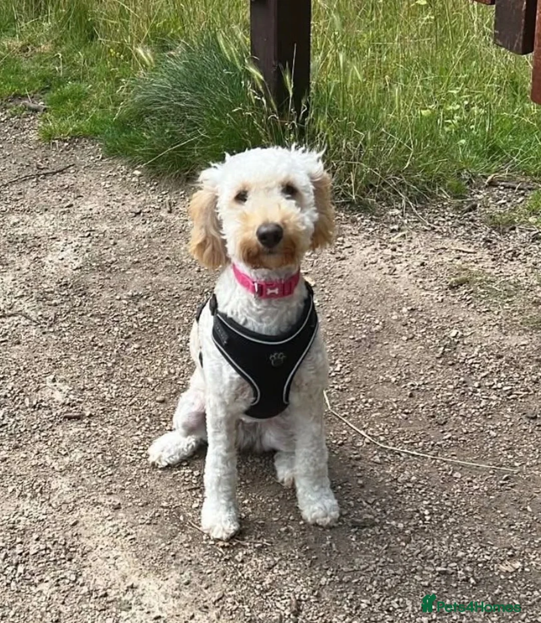 Labradoodle dogs for sale:  F1BB Miniature Labradoodle Puppies – Home Raised - Advert 1