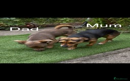Jack Russell dogs for sale: Rare coloured mini Jack Russells - Image 18